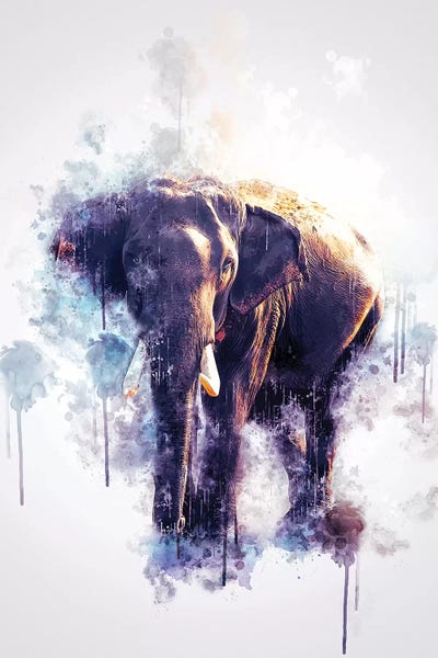 Elephants: Elephant by Cornel Vlad