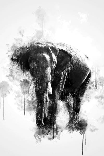 Elephants: Elephant In Black And White by Cornel Vlad