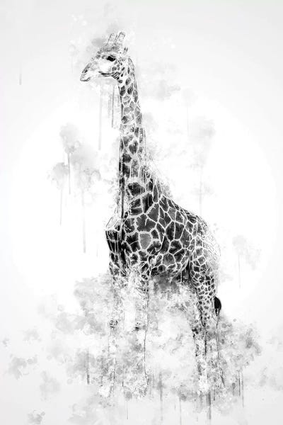 Giraffe In Black And White by Cornel Vlad art print