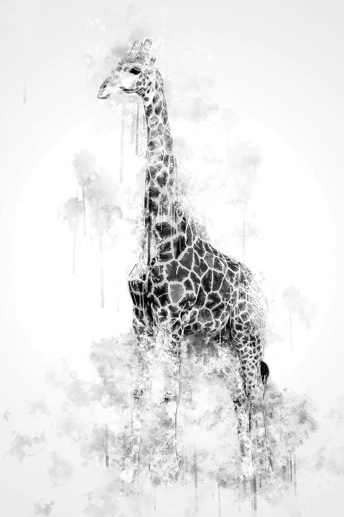 Giraffe In Black And White