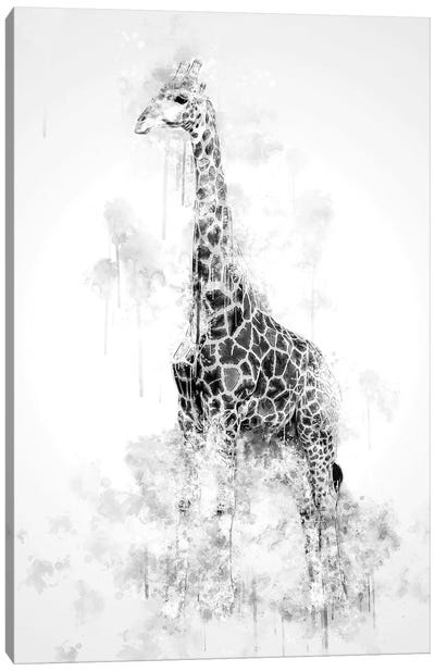 Giraffe In Black And White Canvas Art Print - Cornel Vlad