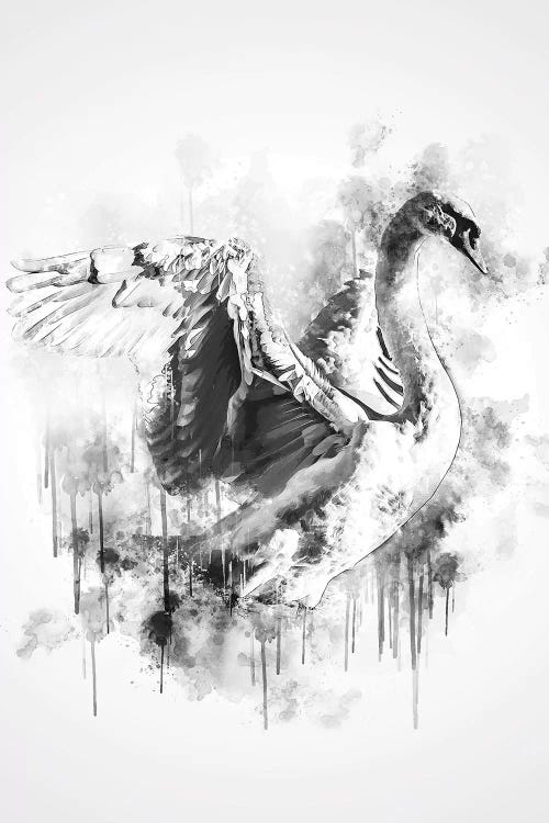 Swan In Black And White