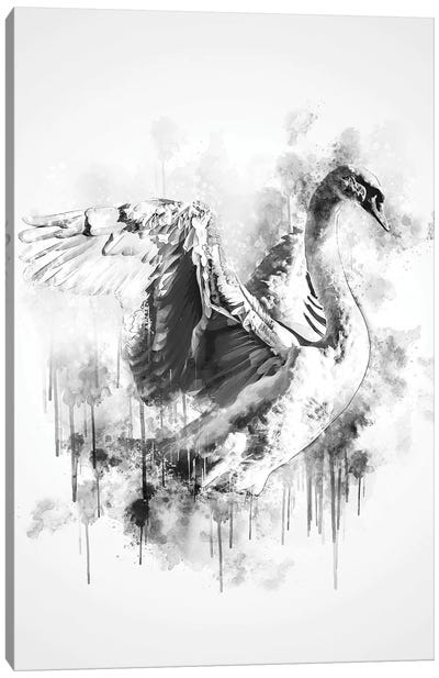 Swan In Black And White Canvas Art Print - Swan Art