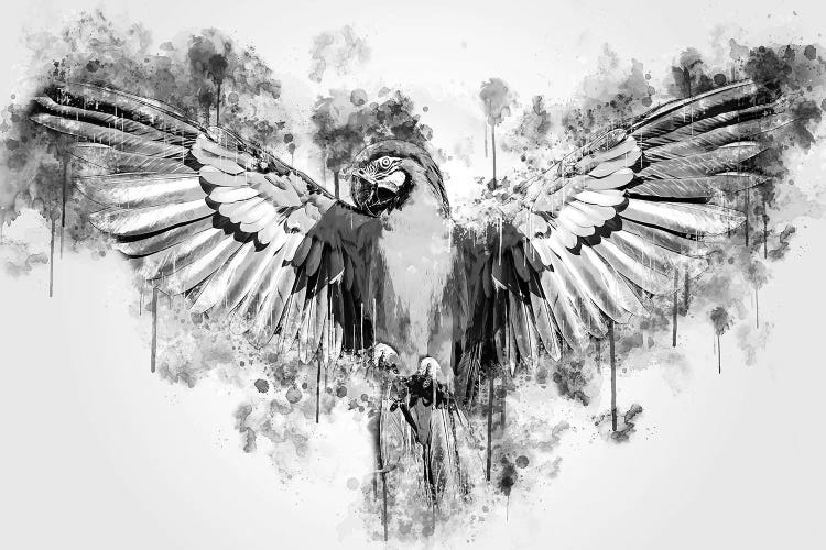 Parrot In Black And White