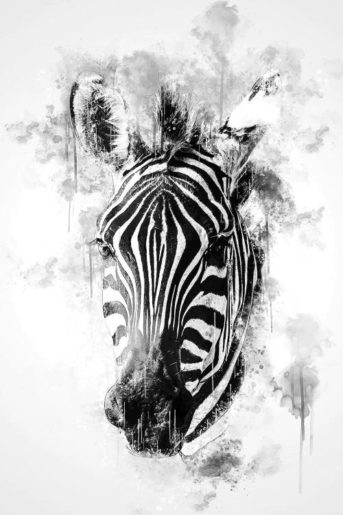 Zebra Head In Black And White