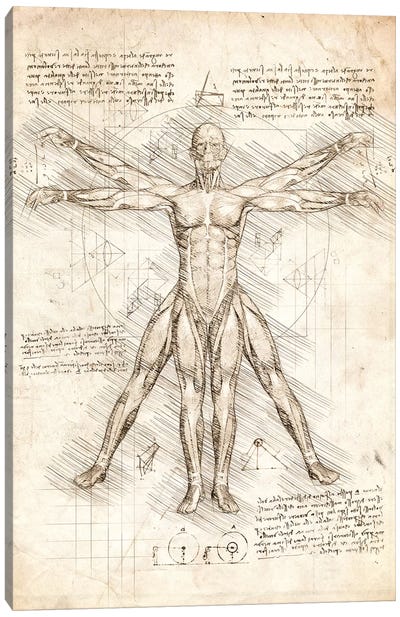 Vitruvian Man Canvas Art Print - Anatomy Art