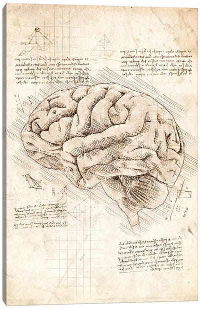 Human Brain Canvas Art Print - Anatomy Art
