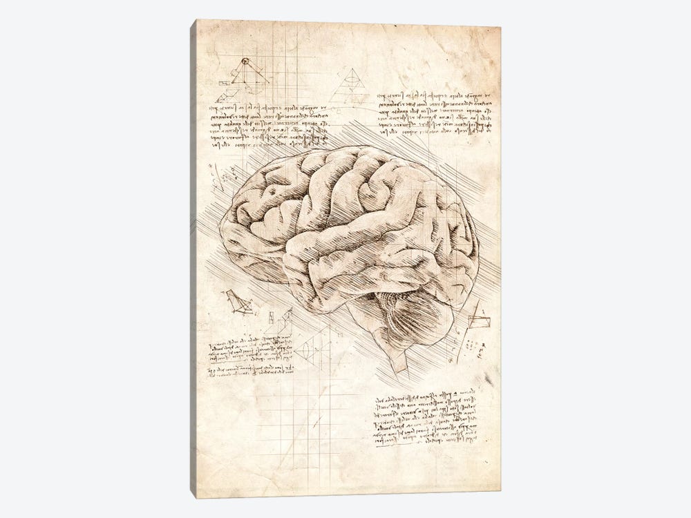 Human Brain by Cornel Vlad 1-piece Canvas Print