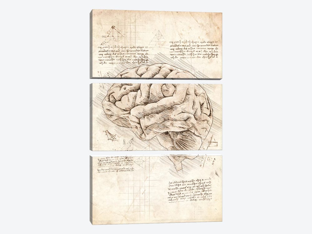 Human Brain 3-piece Art Print