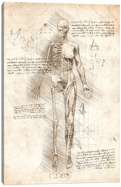 Human Female Half Drawing Canvas Art Print - Anatomy Art