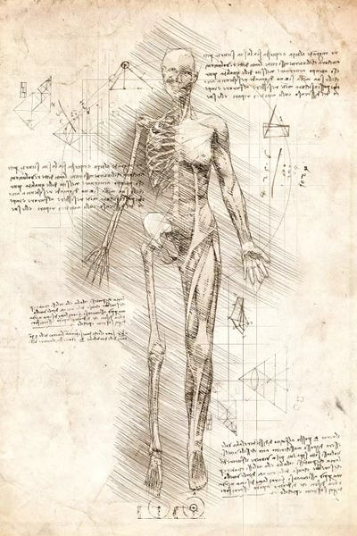 Biology: Human Female Half Drawing by Cornel Vlad