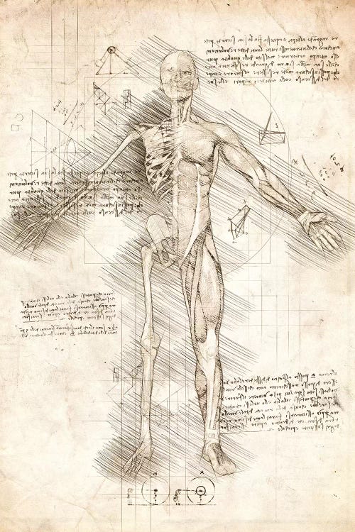 Human Male Half Drawing