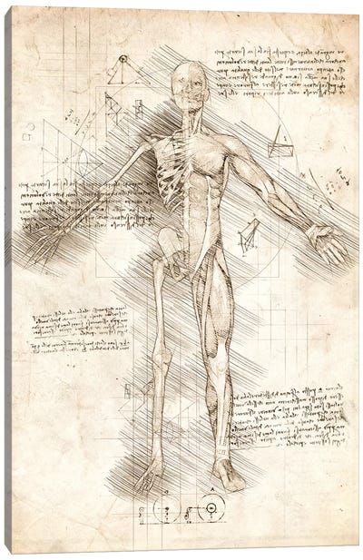 Human Male Half Drawing Canvas Art Print - Anatomy Art