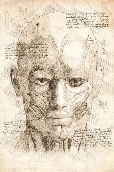 Human Head Face Muscles by Cornel Vlad canvas print