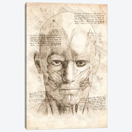 Human Head Face Muscles Canvas Print #CVL189} by Cornel Vlad Canvas Wall Art