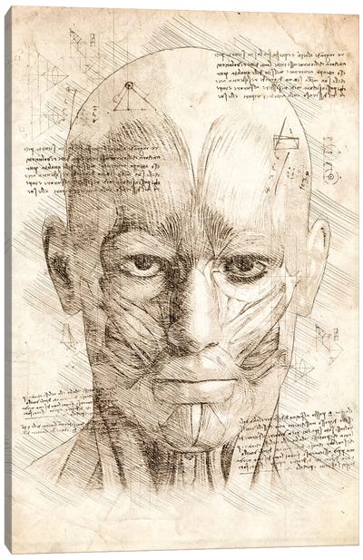 Human Head Face Muscles Canvas Art Print - Anatomy Art