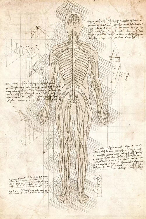 Human Nervous System