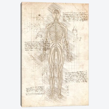 Human Nervous System Canvas Print #CVL190} by Cornel Vlad Canvas Print