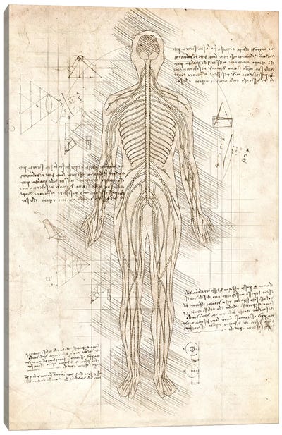 Human Nervous System Canvas Art Print - Anatomy Art