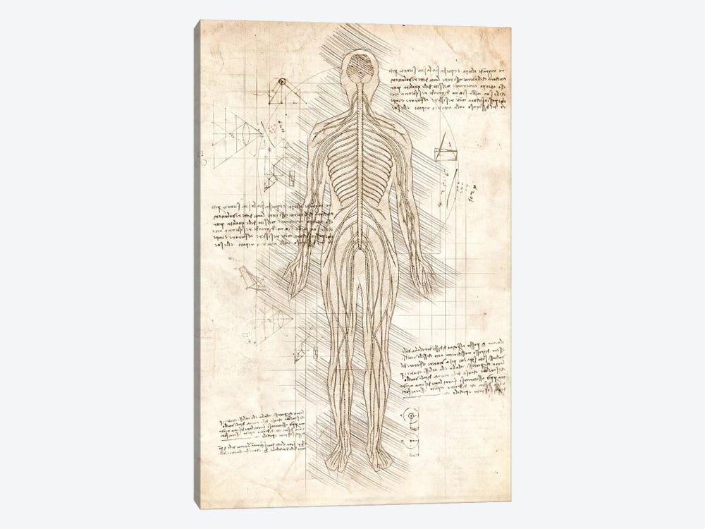 Human Nervous System by Cornel Vlad 1-piece Art Print