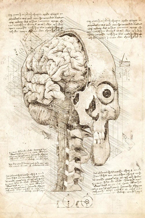 Human Skull Inside View
