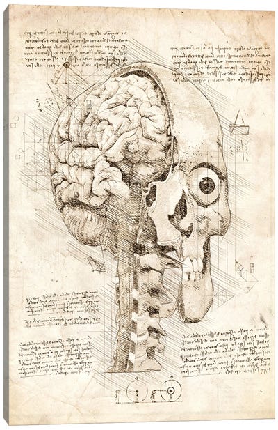 Human Skull Inside View Canvas Art Print - Medical & Dental Blueprints