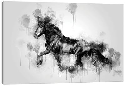 Horse Running Black And White Canvas Art Print - Cornel Vlad