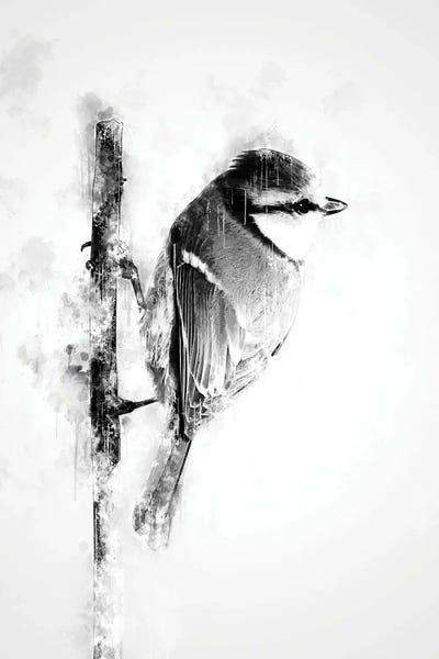 Black & White Drawings & Illustrations: Bird On Twig Black And White by Cornel Vlad
