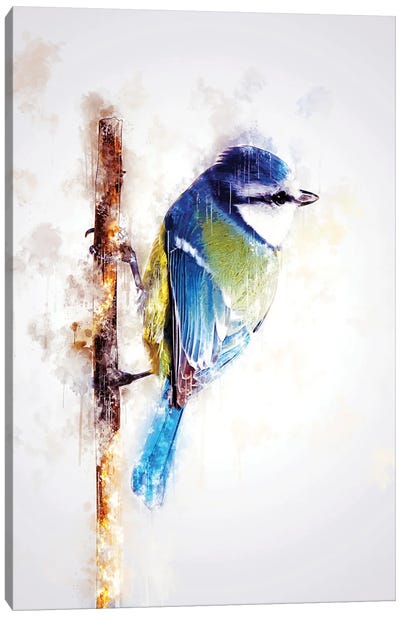 Bird On Twig Canvas Art Print - Cornel Vlad