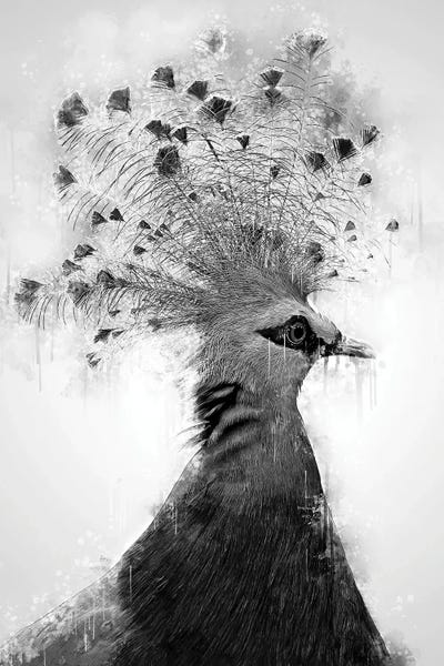 Victoria Crowned Dove Black And White by Cornel Vlad metal wall art