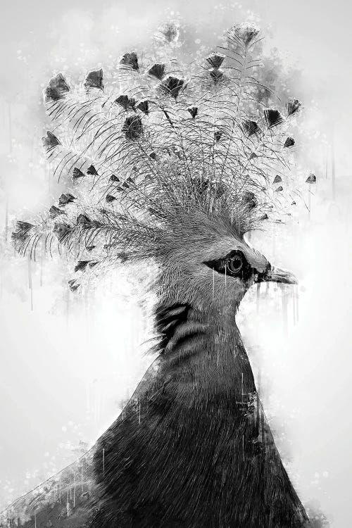 Victoria Crowned Dove Black And White by Cornel Vlad wall art