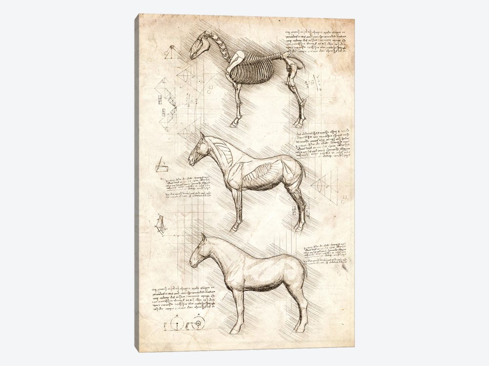 Horse Anatomy by Cornel Vlad 1-piece Canvas Art