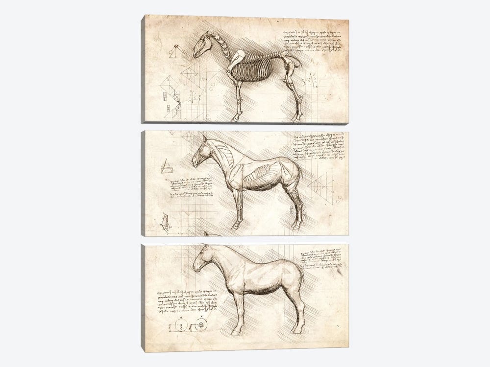 Horse Anatomy by Cornel Vlad 3-piece Canvas Artwork