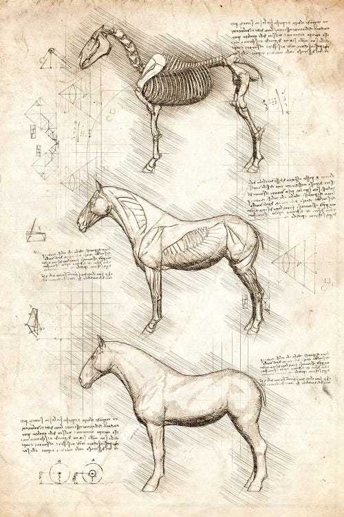Horse Anatomy