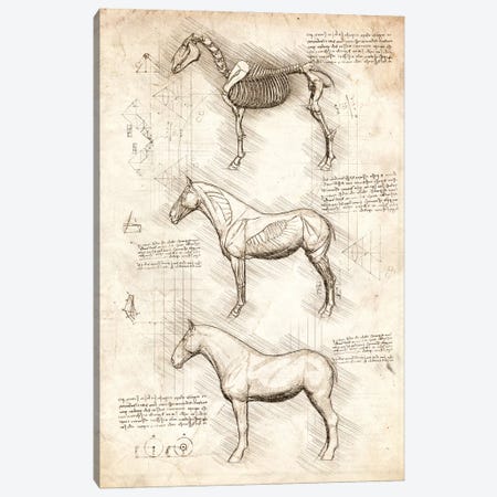 Horse Anatomy Canvas Print #CVL224} by Cornel Vlad Canvas Artwork