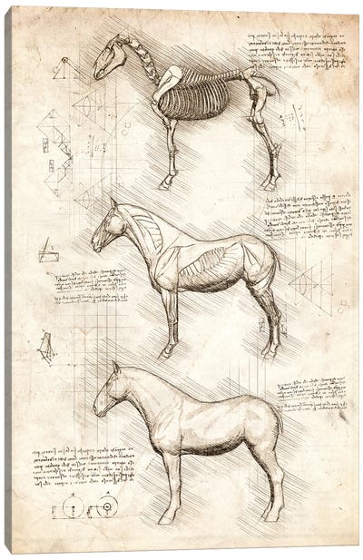 Horse Anatomy Canvas Art Print - Cornel Vlad