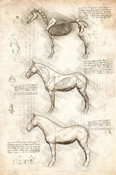 Vintage Animal Illustrations: Horse Anatomy by Cornel Vlad