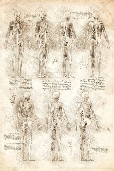 Human Muscles And Skeleton by Cornel Vlad canvas print