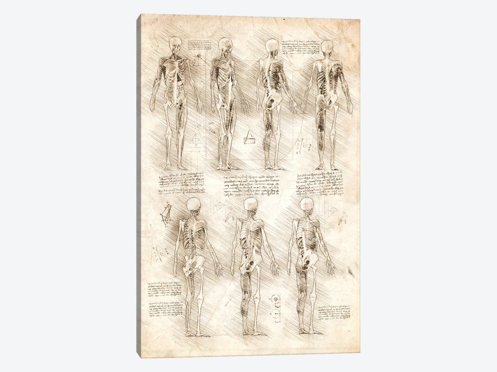 Human Muscles And Skeleton by Cornel Vlad 1-piece Art Print