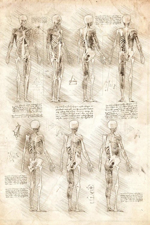 Human Muscles And Skeleton