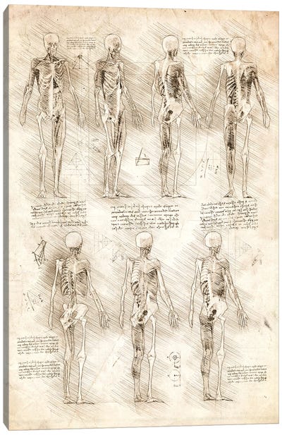 Human Muscles And Skeleton Canvas Art Print - Cornel Vlad