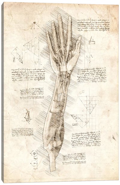 Human Hand Anatomy Canvas Art Print - Cornel Vlad