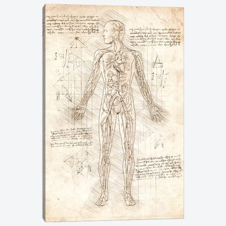 Human Circulatory System Canvas Print #CVL49} by Cornel Vlad Canvas Art