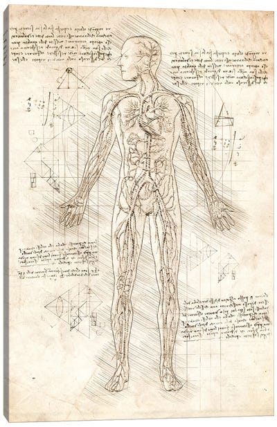 Human Circulatory System Canvas Art Print - Anatomy Art