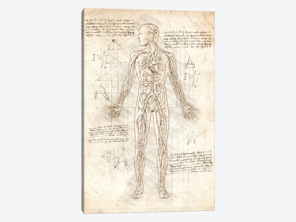 Human Circulatory System by Cornel Vlad 1-piece Canvas Art