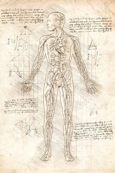Medical & Dental Blueprints: Human Circulatory System by Cornel Vlad
