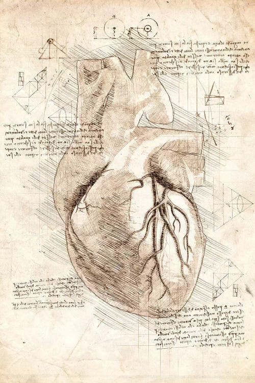 Human Heart