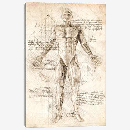Human Male Muscles Anatomy Canvas Print #CVL51} by Cornel Vlad Canvas Print