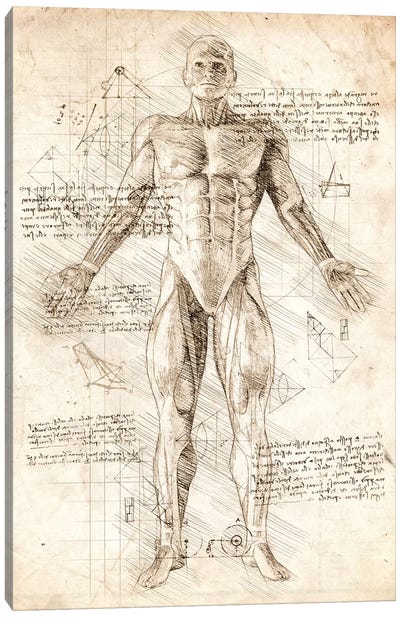 Human Male Muscles Anatomy Canvas Art Print - Anatomy Art