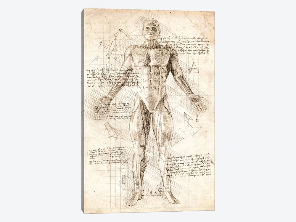 Human Male Muscles Anatomy by Cornel Vlad 1-piece Art Print
